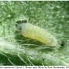 aricia artaxerxes larva1 rost